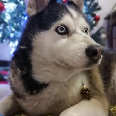 A177924c D2ff 4980 Bc14 686e66a74794