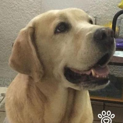 Buch ZaldaNa Escobar