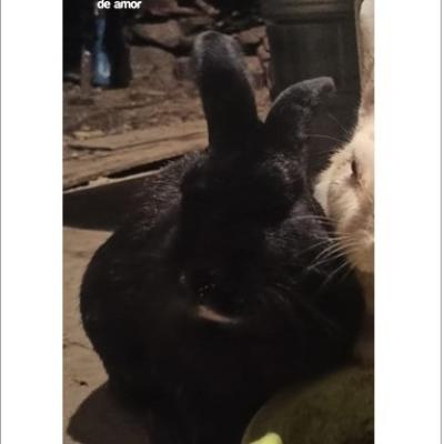 Chispas Arevalo Marquirez