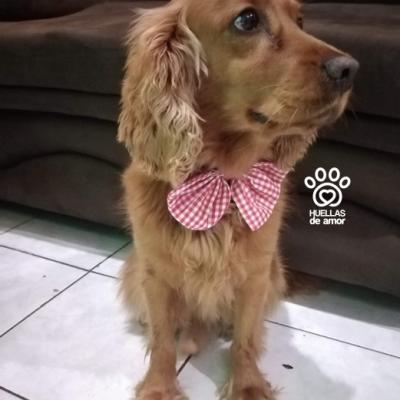 Cocky Rodriguez Espada