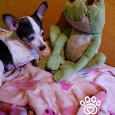 Fresita Franchesca Giron