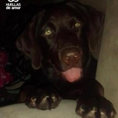 Ginebra Papaya Coton Juarez