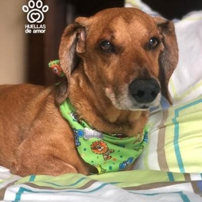 Nicolas Alejandro Valle Rodriguez