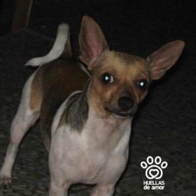 Ramon Pompo Y Pompo Velis