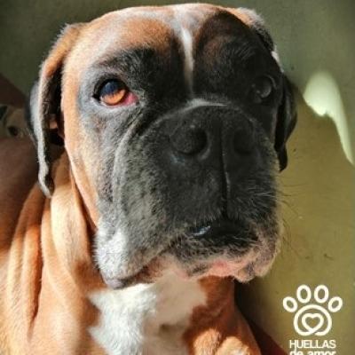 Rocco Alexander Gonzalez